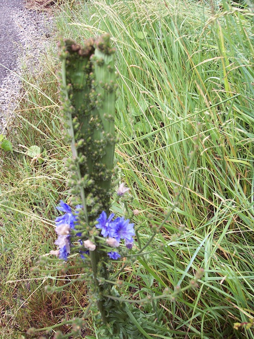 Cichorium intybus, fasciazione